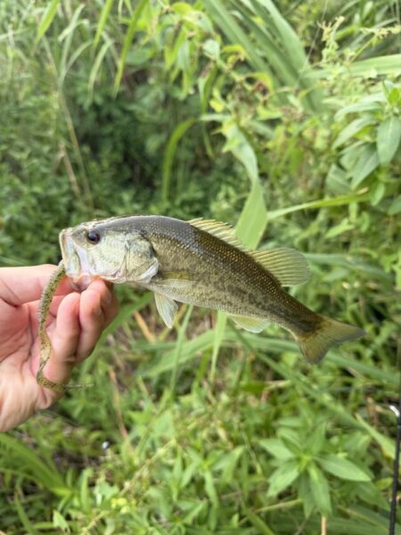 暑さに負けず釣行