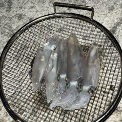 離島でケンサキイカ╰(*´︶`*)╯