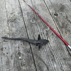チヌ釣り