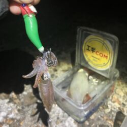 やっぱり🦑釣れると楽しい(^.^)
