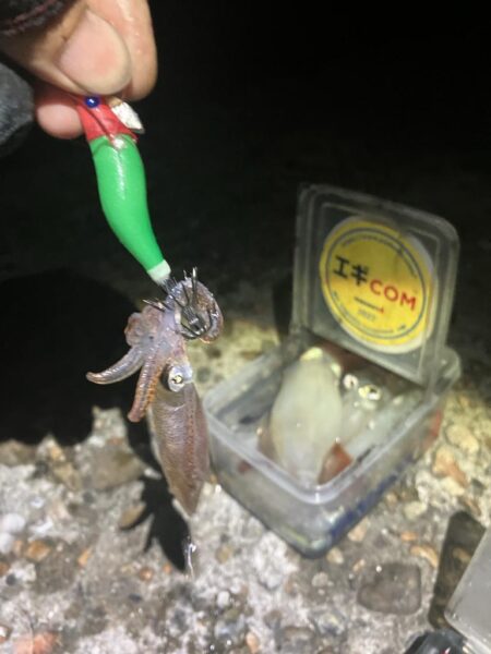 やっぱり🦑釣れると楽しい(^.^)