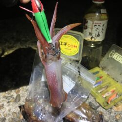 ヒイカ、ケンサキのライトエギング(^^)