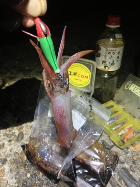 ヒイカ、ケンサキのライトエギング(^^)