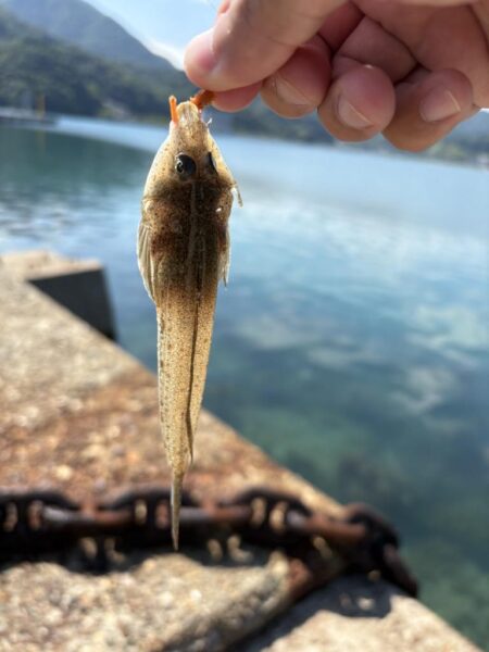 エギング釣査