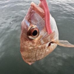 今年のケンサキイカ釣行はひとまず終わり