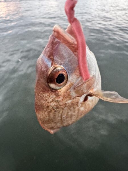 今年のケンサキイカ釣行はひとまず終わり