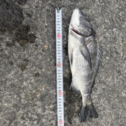 カゴ釣り