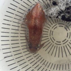 夏祭り参加後の釣行エギング