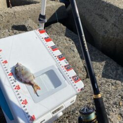 ミニキス連発、ねばりのシロギスタ
