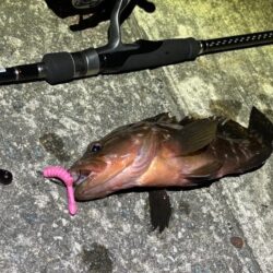 ショアラバで良型真鯛ゲット！