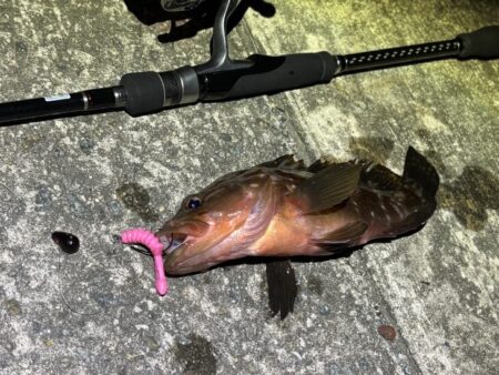 ショアラバで良型真鯛ゲット！