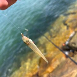 姫路でマダコ撃沈後キス釣り