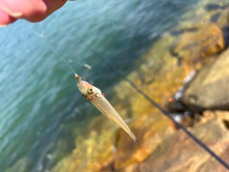 姫路でマダコ撃沈後キス釣り