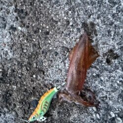 夕マヅメにケンサキイカ連発！アオリイカもHIT♪
