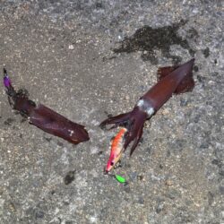 ショアケンサキイカ釣り｜終始釣れ続けて爆釣！