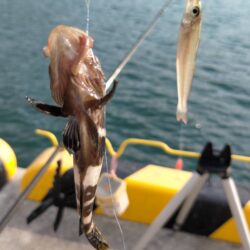 釣姫漁港で小物五目釣り