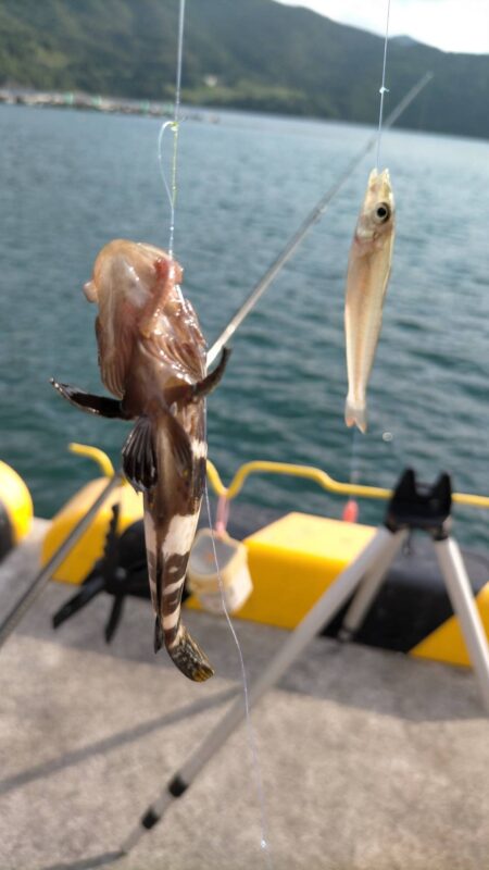釣姫漁港で小物五目釣り