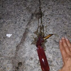 夏の風物詩、離島ケンサキ!!