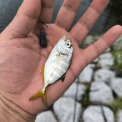 エビからハゼに