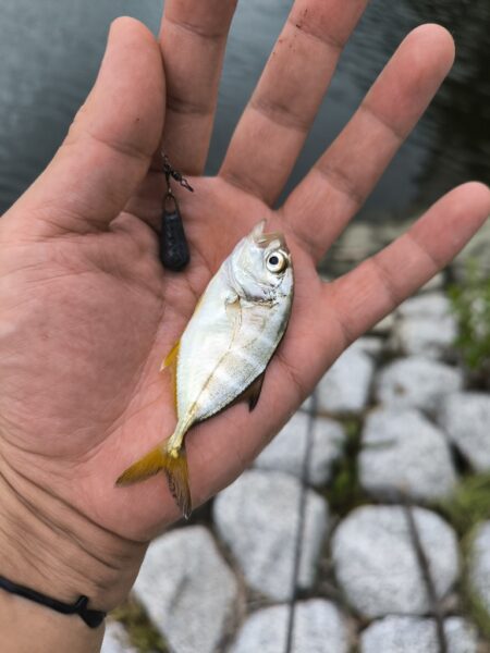 エビからハゼに