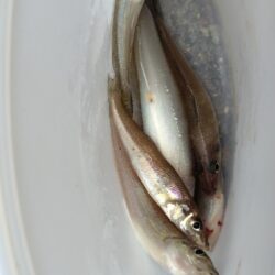 短時間釣行