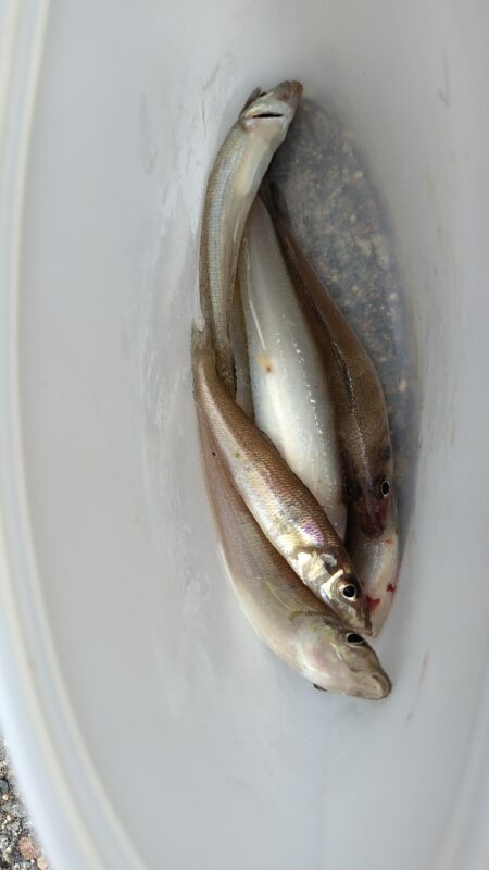 短時間釣行