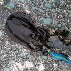 秋イカの始まり