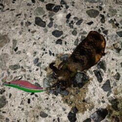 秋イカポロポロ