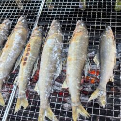 高津川　鮎