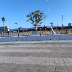 娘様とサビキ