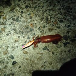 ケンサキ