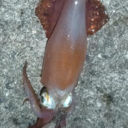 ケンサキイカ
