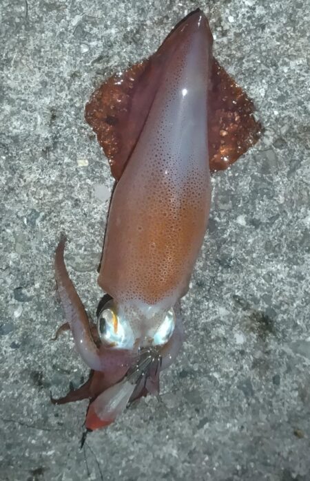 ケンサキイカ