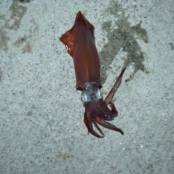 モンゴウイカ