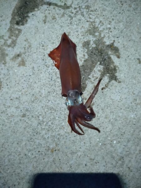 モンゴウイカ