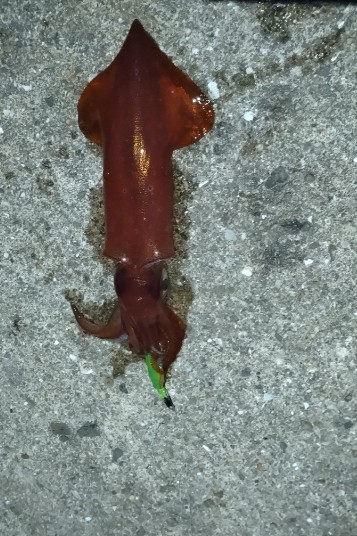 ケンサキイカ