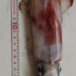 ケンサキ釣り