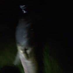 2日連続釣行