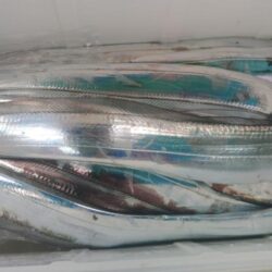 泉州丸　釣果