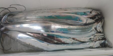 泉州丸　釣果