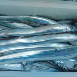泉州丸　釣果