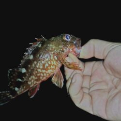ウキ釣り根魚狙い🎣