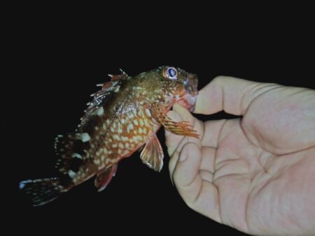 ウキ釣り根魚狙い🎣