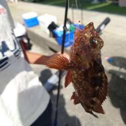 子どもたちのガシラデー。