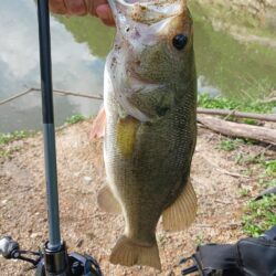 ハイプレッシャーの中、ボトムで数釣り