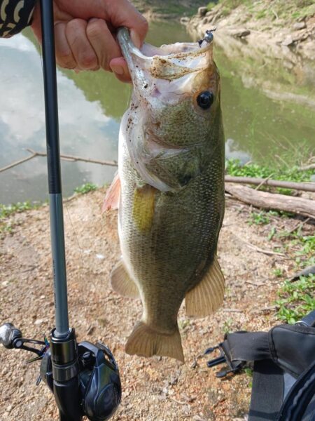 ハイプレッシャーの中、ボトムで数釣り