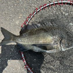 イチノ兄弟、釣果！