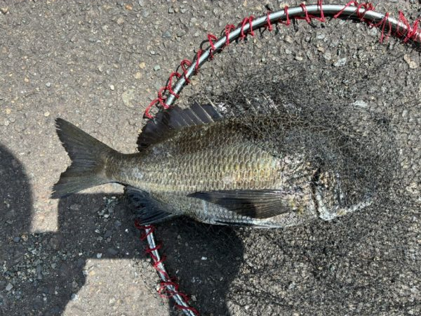 イチノ兄弟、釣果！