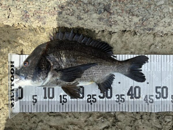 イチノ兄弟、釣果！