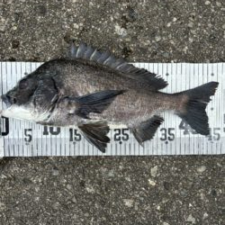 イチノ兄弟、釣果！